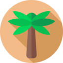 summertime,nature,tropical,botanical,palm tree ok 